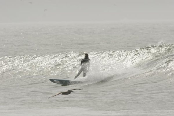 T and Pelli surfin.JPG