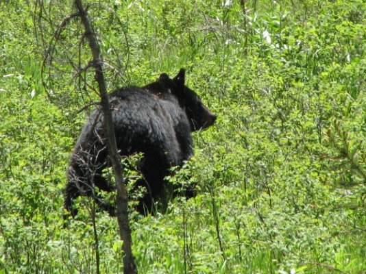 Black Bear.JPG