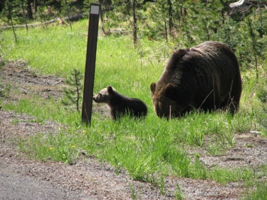 Grizzly with cub.JPG