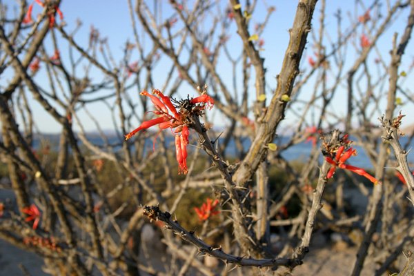 Ocotillo.jpg