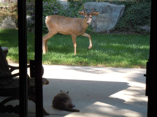 Cat and Deer.jpg