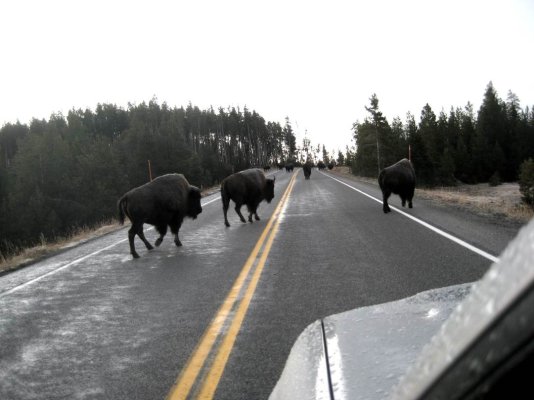 traffic yellowstone.jpg