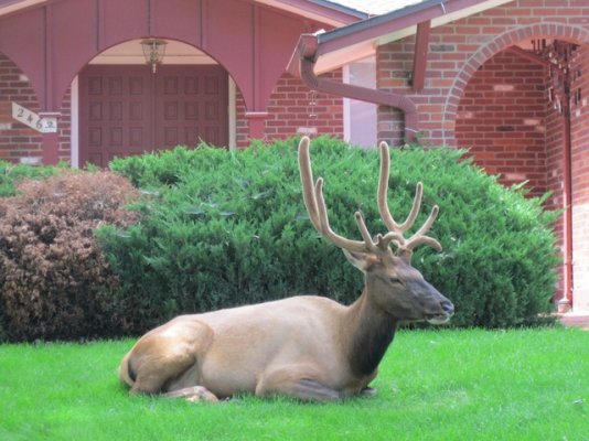 elk front yard.jpg