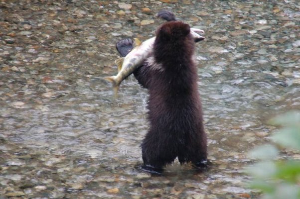 Cub and Salmon.jpg