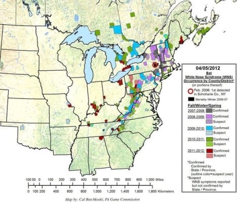 WhiteNoseSyndrome.jpg