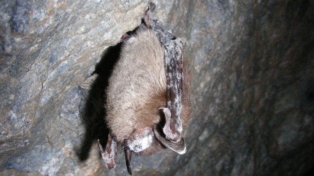 WhiteNoseSyndrome-Bat.jpg