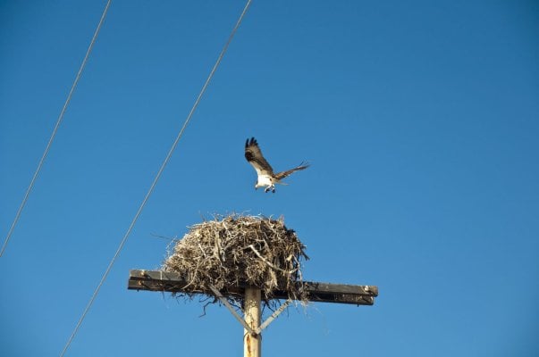 Eagle nest in Guerero Negro.jpg