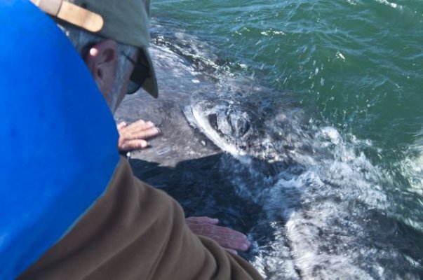 Jay with whale in San Ignacio.jpg