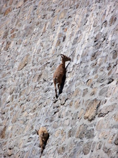 ibex 4.jpg