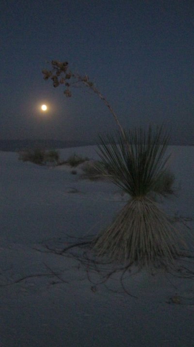 white_sands_2.jpg