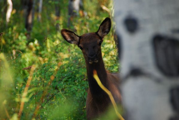 calf elk2 - DSC_12480001.JPG