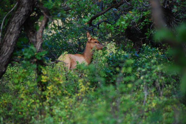 cow elk2 - DSC_12560001.JPG