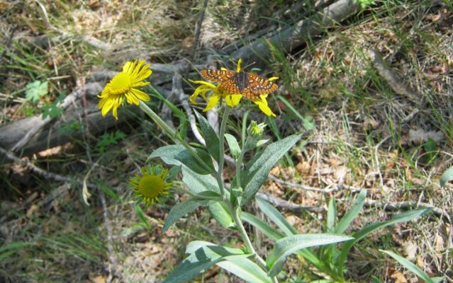 Checkerspot_small.jpg