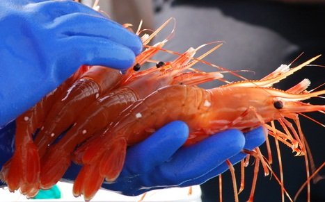 gloved shrimp cropped.jpg