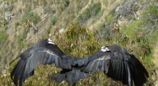 condors 005.jpg