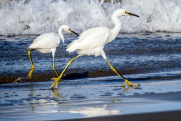 PismoEgrets.jpg