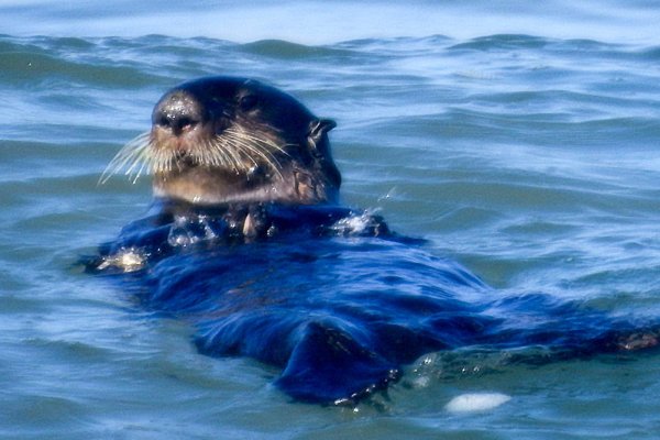 SeaOtterCloseUp.jpg