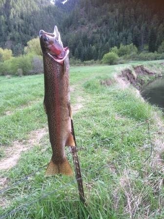 Late April Steelhead.JPG