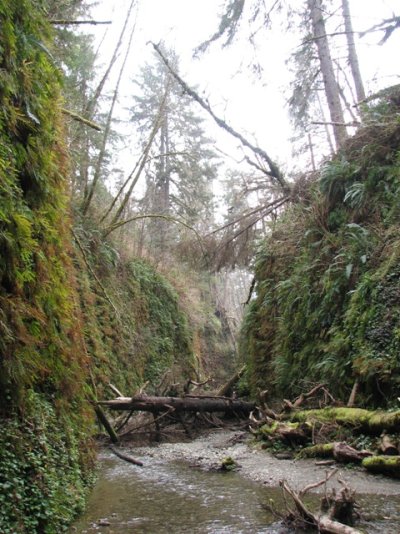 Fern Canyon.jpg