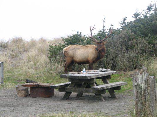 elk.JPG