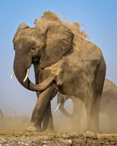 PatrickPevey_329951_Africanelephantdus.jpeg