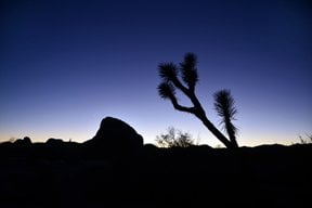 161002-185 4 Joshua Tree NP Az.jpg