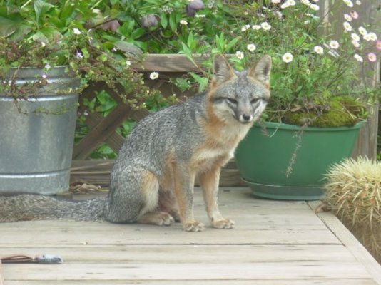 foxs08 005.jpg