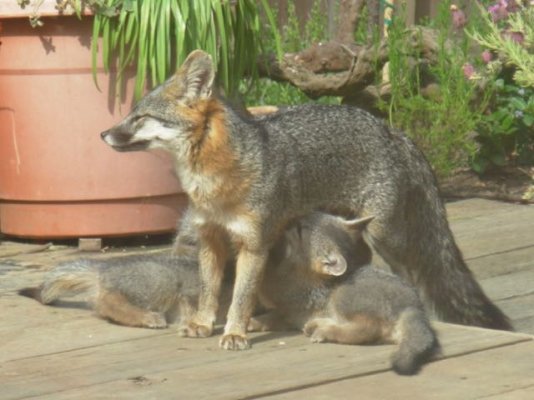 foxs08 012.jpg