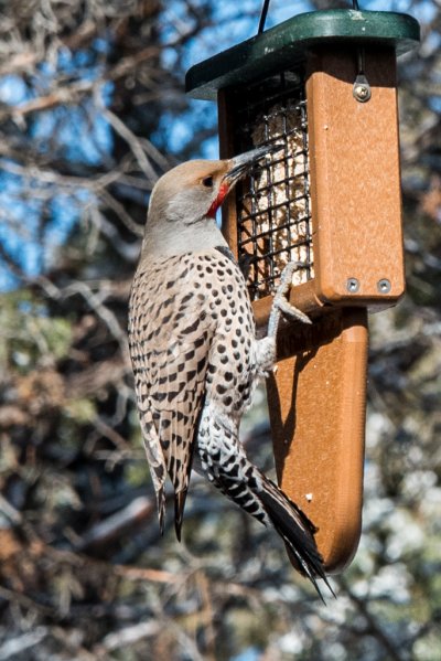 Flicker-suet_20180304-1.jpg