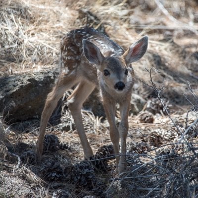 Fawns_20180629-3.jpg