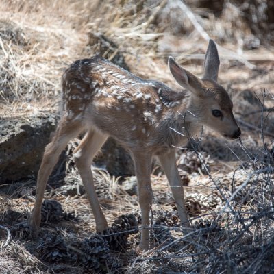 Fawns_20180629-2.jpg