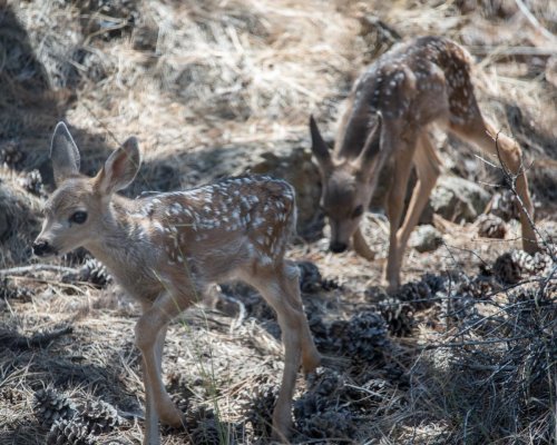 Fawns_20180629-4.jpg