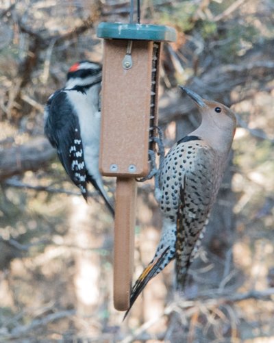 Woodpeckers-suet_20180120-1.JPG