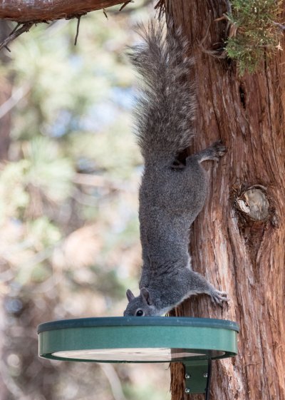 Western-Gray-Squirrel-June-1.jpg