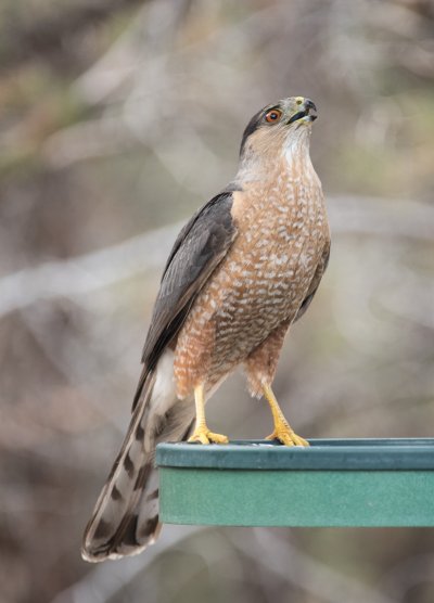 Coopers-Hawk-4427.jpg