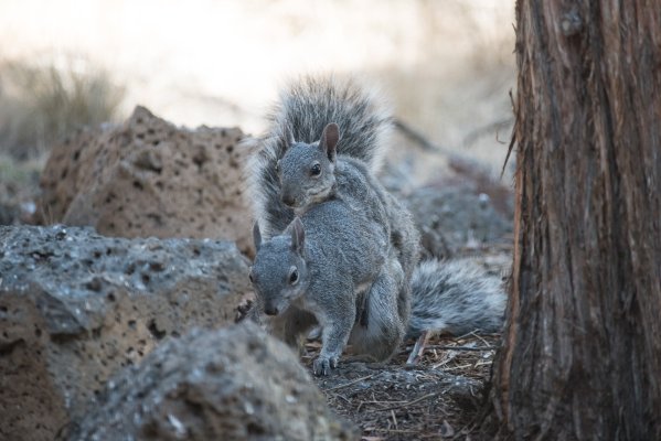 Gray-Squirrels-4443-2.jpg