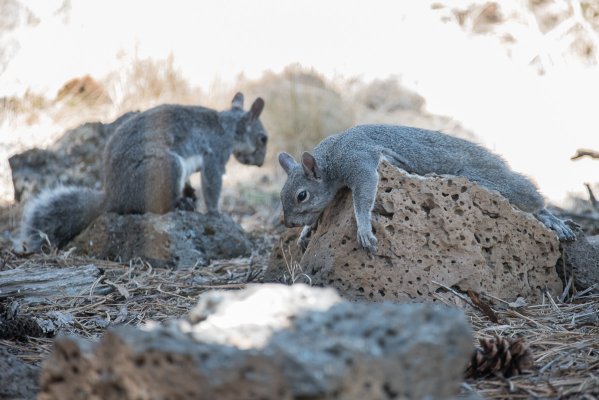 Gray-Squirrels-4459-2.jpg