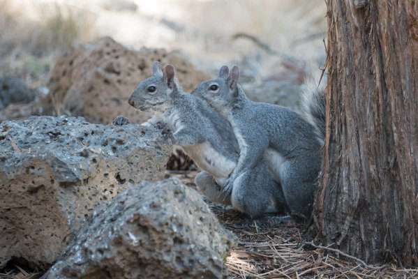 Gray-Squirrels-4437-2.jpg