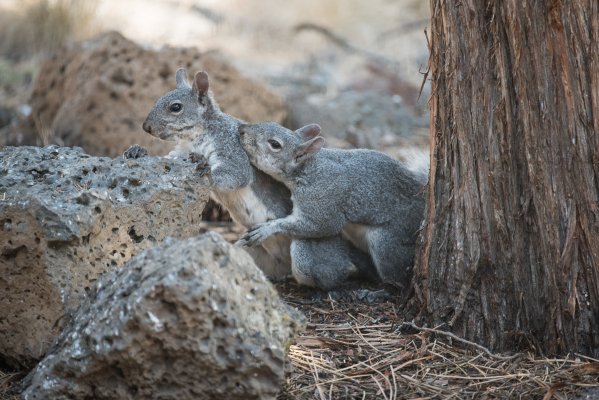 Gray-Squirrels-4439-2.jpg