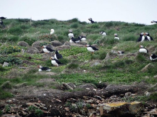 Puffins #1.jpg