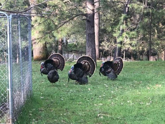 turkeys - 1.jpg