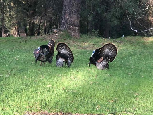 turkeys - 1 (1).jpg