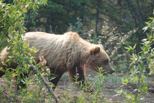 Alcan Grizzly.JPG