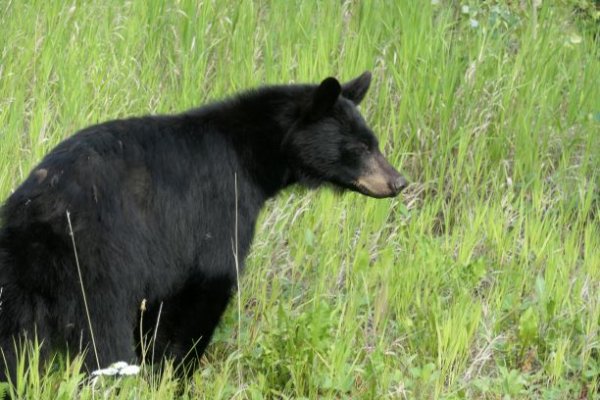 Cassier Black Bear.JPG