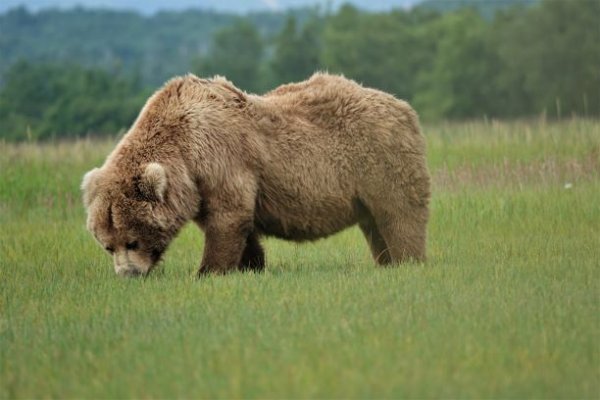 Brown Bear #1.JPG