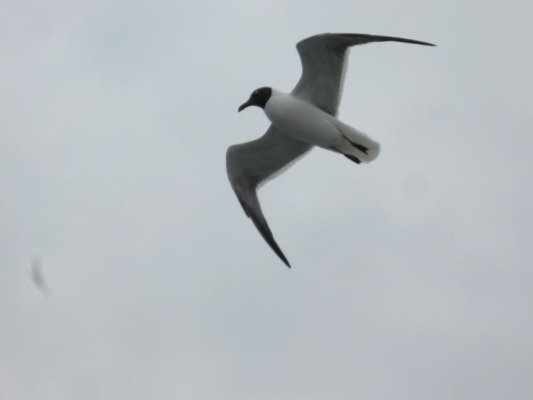 On Okarakoke Ferry.jpg