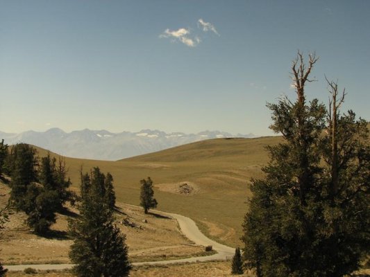 Bristlecones and Sierras.jpg