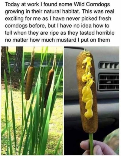 Corn dogs.jpg