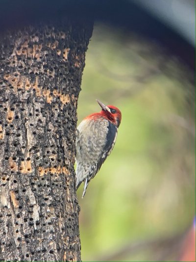 sapsucker - 1.jpg