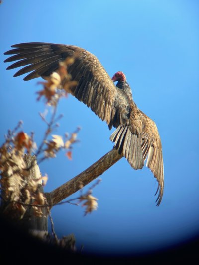 vulture - 1.jpg